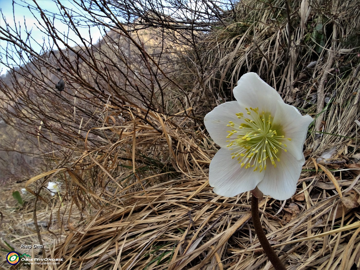 50 Rosa di Natale - Elleboro - (Helleborus niger).JPG
